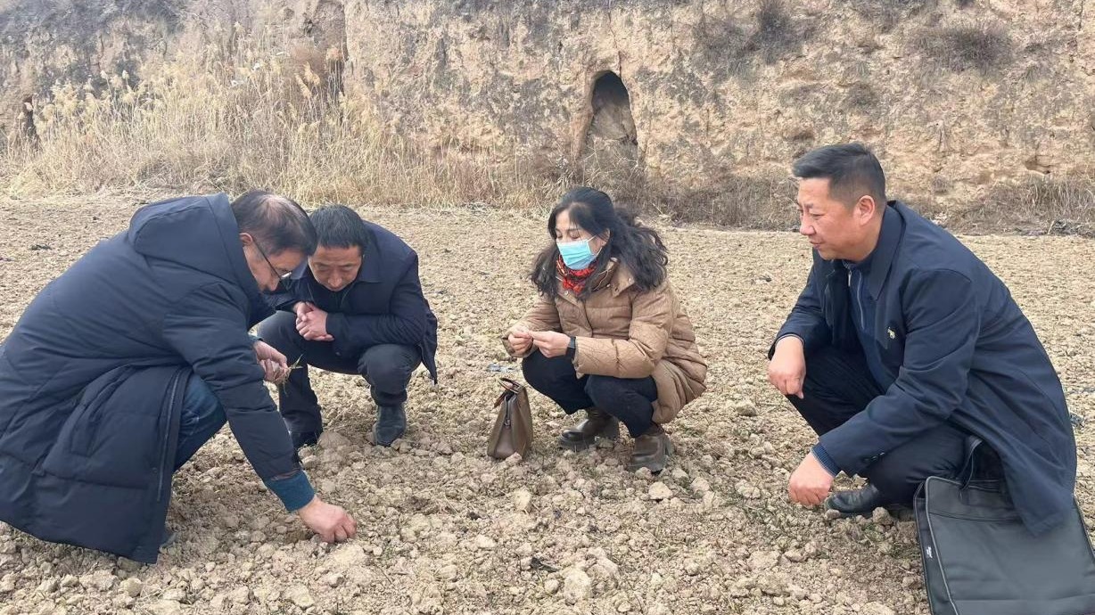 清水县开展冬小麦苗情及越冬情况调查