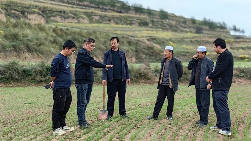 张家川县：科技特派团入田间进地头 助力冬小麦秋播工作