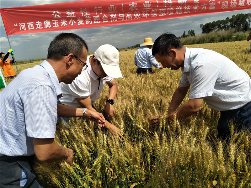 行业专项“节水、节肥、节药”小麦品种现场测产