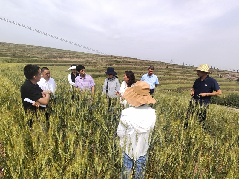 “小麦新品种陇春35号绿色栽培模式集成示范”项目现场观摩会在甘肃中部旱区举办