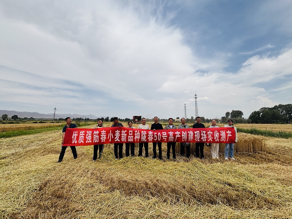 亩产761.97公斤！省农科院“陇春50号”刷新甘肃省优质强筋春小麦高产纪录