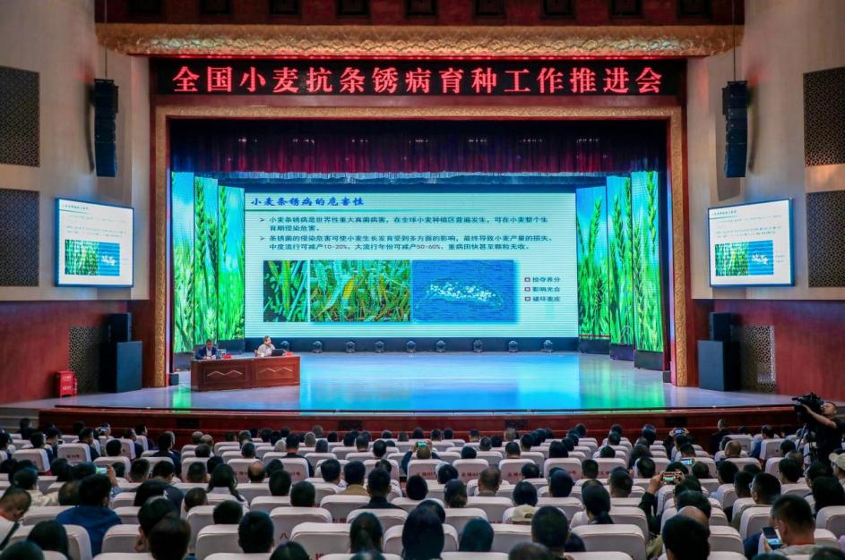 集聚种业科创资源 夯实小麦稳产根基